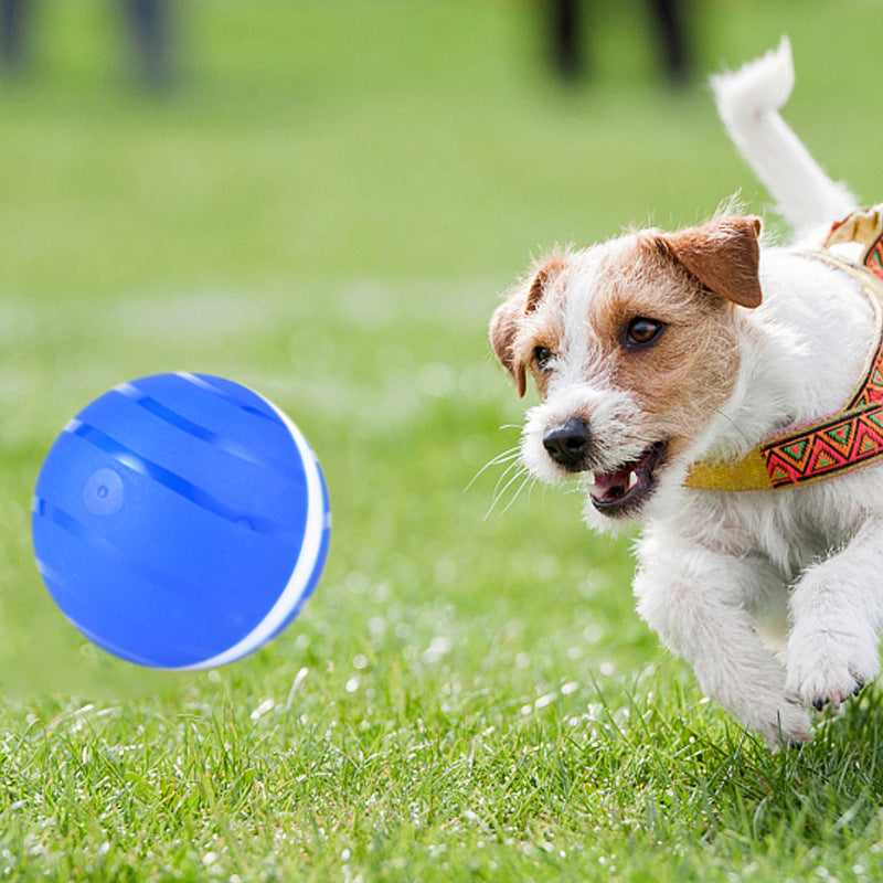Pet Training Dog/Cat Interactive Toy For Indoor Playing